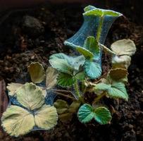 Red spider mite on strawberry photo