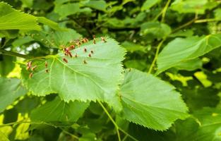 Lime nail gall caused by red nail gall mite Eriophyes tiliae on the leaves of common lime. photo