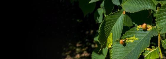 Chestnut gall wasp photo