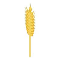 Wheat plant icon, isometric style vector