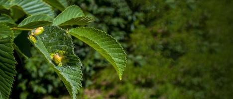 Chestnut gall wasp photo