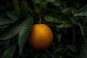 tropical oranges on a branch. health vitamins photo