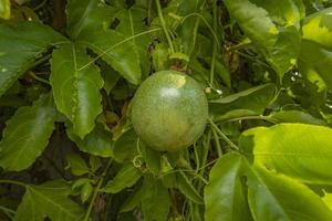 maracuyá tropical en una rama. vitaminas para la salud foto