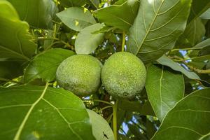 aguacate tropical en una rama. vitaminas para la salud foto