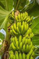 tropical banana on a branch. health vitamins photo