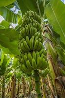 tropical banana on a branch. health vitamins photo
