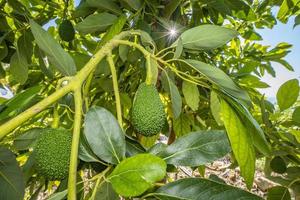 tropical avocado on a branch. health vitamins photo