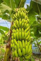 tropical banana on a branch. health vitamins photo