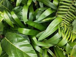 Green leaf plant background photo