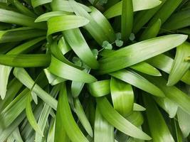 Green leaf plant background photo