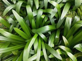 Green leaf plant background photo