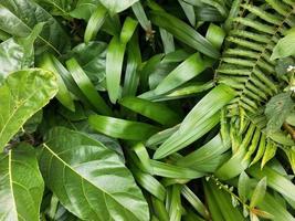 Green leaf plant background photo