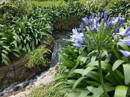 Background photo of green leaves and flowers