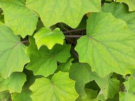 Green leaf plant background photo