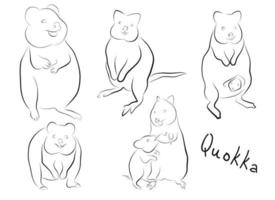 establecer quokka animal. ilustración vectorial tema del zoológico preescolar. australiano vector