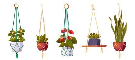House plants in hanging pots, isolated flowers set vector