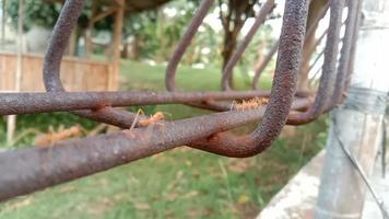 Many red ants were marching on the iron in an orderly fashion. video