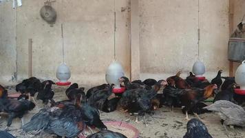 Black chicken eating in farm video