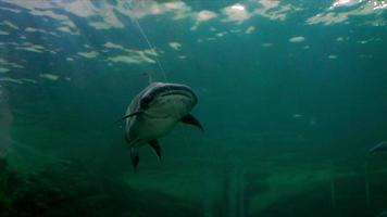 jätte havskatt på de akvarium nakhon fantom provins, thailand video