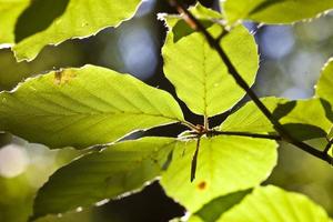 primer plano de hojas de abedul verde a la luz del sol foto