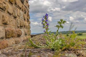 Close up of a flower growing out of the masonry of an old castle ruin photo
