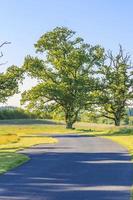 solo árbol en jardín público foto