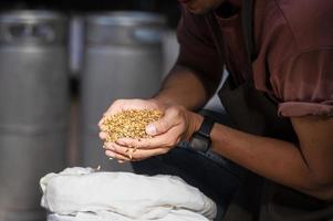 Close-up of a farmer's craft brewer worker's hand holding wheat grains in an Asian brewery. photo