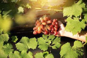 Young asian farmer's hand and grape harvest Farmers collaborate with freshly harvested red grapes to produce red wine. photo