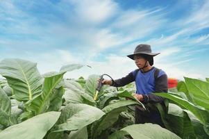 los agricultores utilizan equipos y herramientas agrícolas. mezcle pociones de mantenimiento, aumente el rendimiento del tabaco y elija nuevos métodos de cultivo. jóvenes agricultores y cultivo de tabaco foto