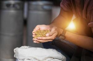 primer plano de la mano de un trabajador cervecero artesanal de un agricultor que sostiene granos de trigo en una cervecería asiática. foto