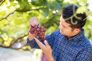 jóvenes agricultores asiáticos y agricultores de cosecha de uva colaboran con uvas rojas recién cosechadas para producir vino tinto. foto