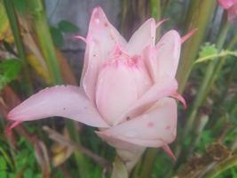 Etlingera elatior in the garden photo