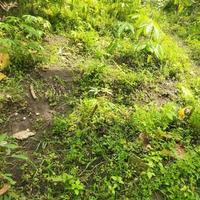 jardín para el fondo de la naturaleza foto