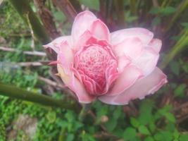 Etlingera elatior in the garden photo