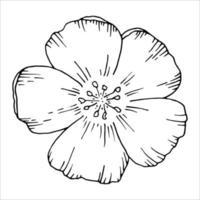 planta de lino, flor de campo silvestre aislada en blanco, dibujo botánico dibujado a mano ilustración de garabatos vectoriales, arte de línea para el paquete de diseño cosmético orgánico, medicina natural, tarjeta de felicitación, comida vegana vector