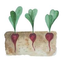 Vegetables growing in the ground. sugar beet in the garden. radish in the ground. Plants that have a root structure below ground level. watercolor illustration with a vegetable garden. vector