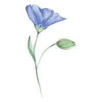 Watercolor branch with flowers and flax buds. wild blue flowers. A blue watercolor flower, a branch with wildflowers. vector