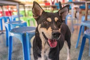 Close up face of Cute Black Stray dog on the street of thailand. photo