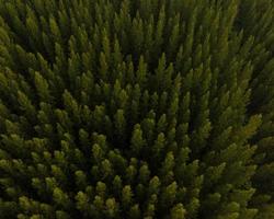 una vista aérea superior de árboles verdes en un bosque de pinos con escena de puesta de sol foto