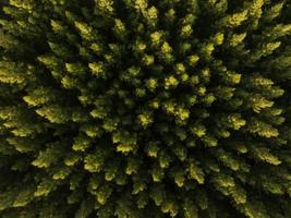 una vista aérea superior de árboles verdes en un bosque de pinos con escena de puesta de sol foto