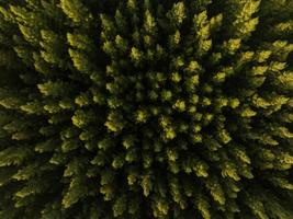 una vista aérea superior de árboles verdes en un bosque de pinos con escena de puesta de sol foto