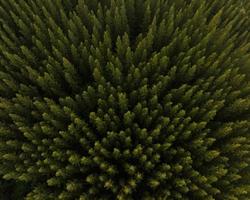 una vista aérea superior de árboles verdes en un bosque de pinos con escena de puesta de sol foto