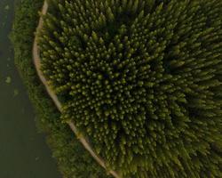 An aerial top view of the road in Pine trees Forest with Sunset scene photo