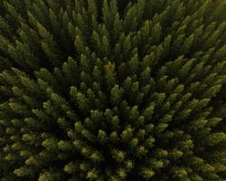 una vista aérea superior de árboles verdes en un bosque de pinos con escena de puesta de sol foto