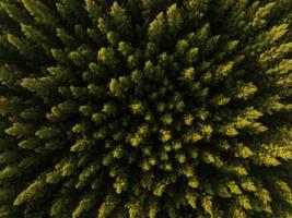 una vista aérea superior de árboles verdes en un bosque de pinos con escena de puesta de sol foto