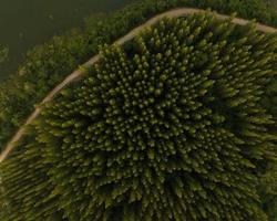 An aerial top view of the road in Pine trees Forest with Sunset scene photo