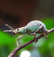 Broad nosed weevil photo