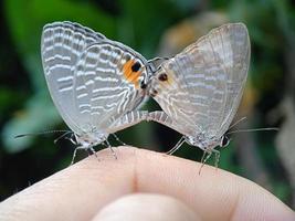 moment butterfly mating photo