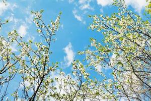 white blooming cherry trees on blue sk photo