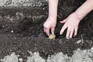 farmer plants seed potato in hole in garden photo